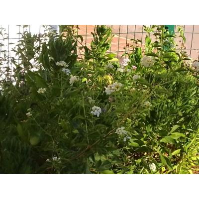 Busco hombre serio y de alta nivel